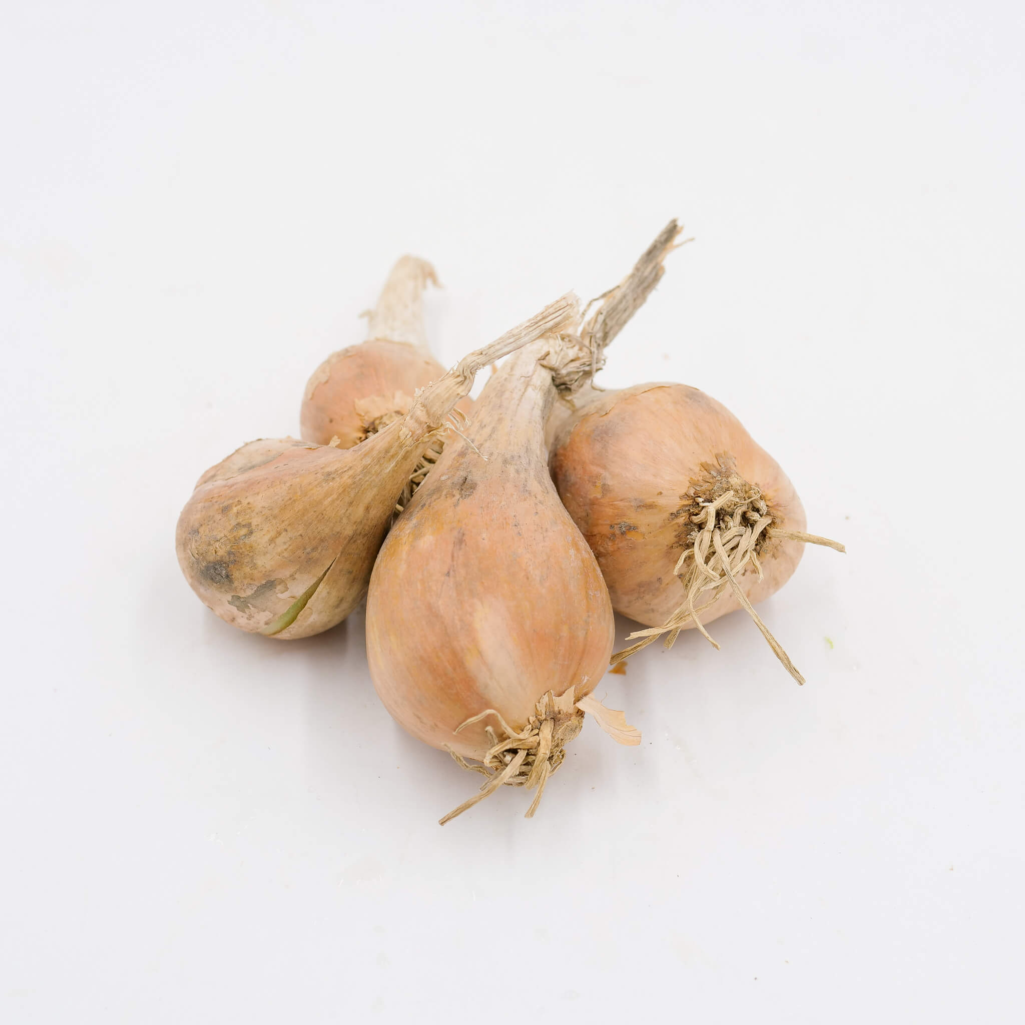 French Grey Shallot